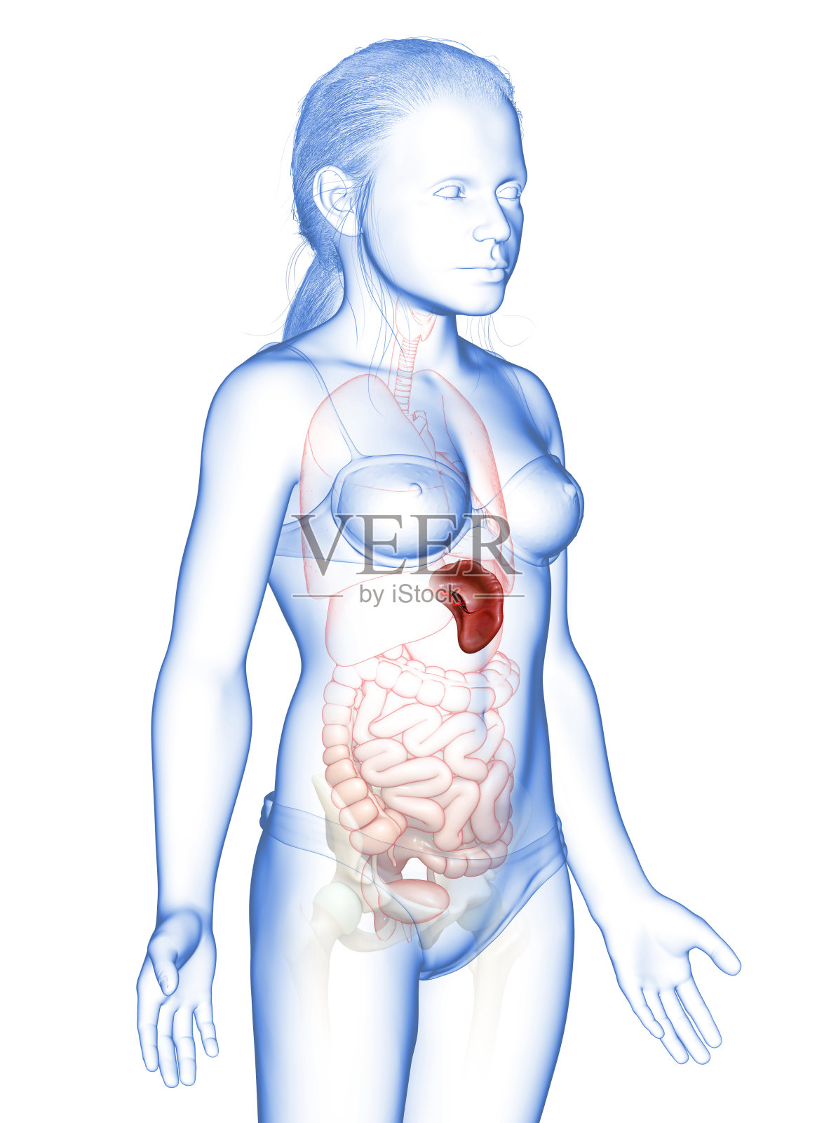 3d渲染，医学上准确的一个年轻女孩脾解剖的插图照片摄影图片