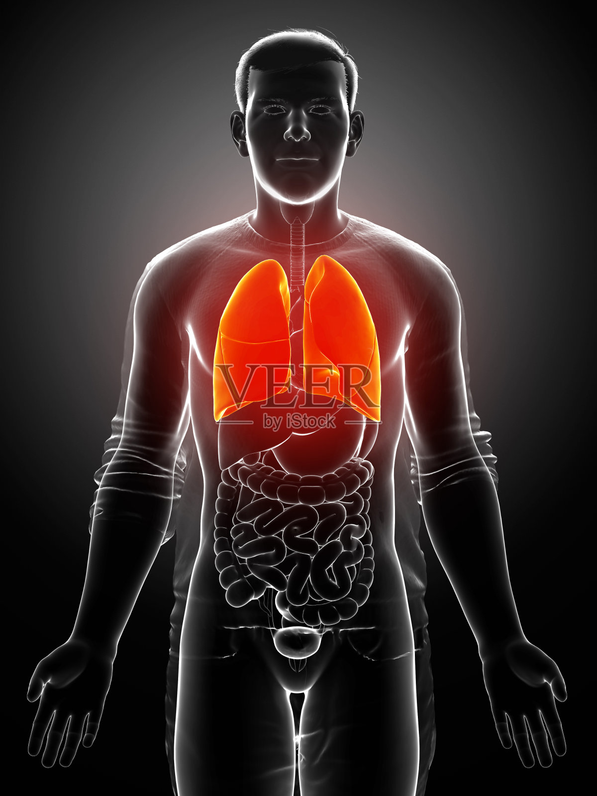 3d渲染，医学上准确的女性肺解剖说明照片摄影图片