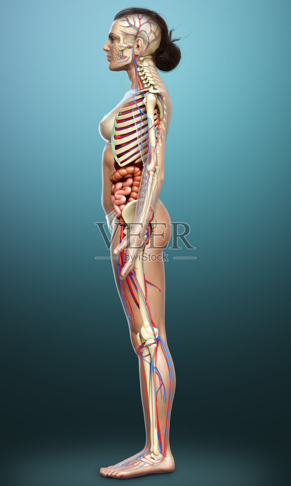 3d渲染的女性内部器官，骨骼和循环系统的医学精确插图照片摄影图片