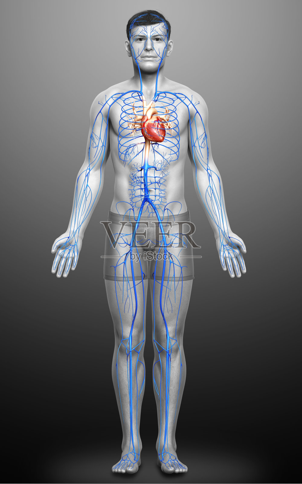 3d渲染医学上准确的男性静脉解剖的插图照片摄影图片