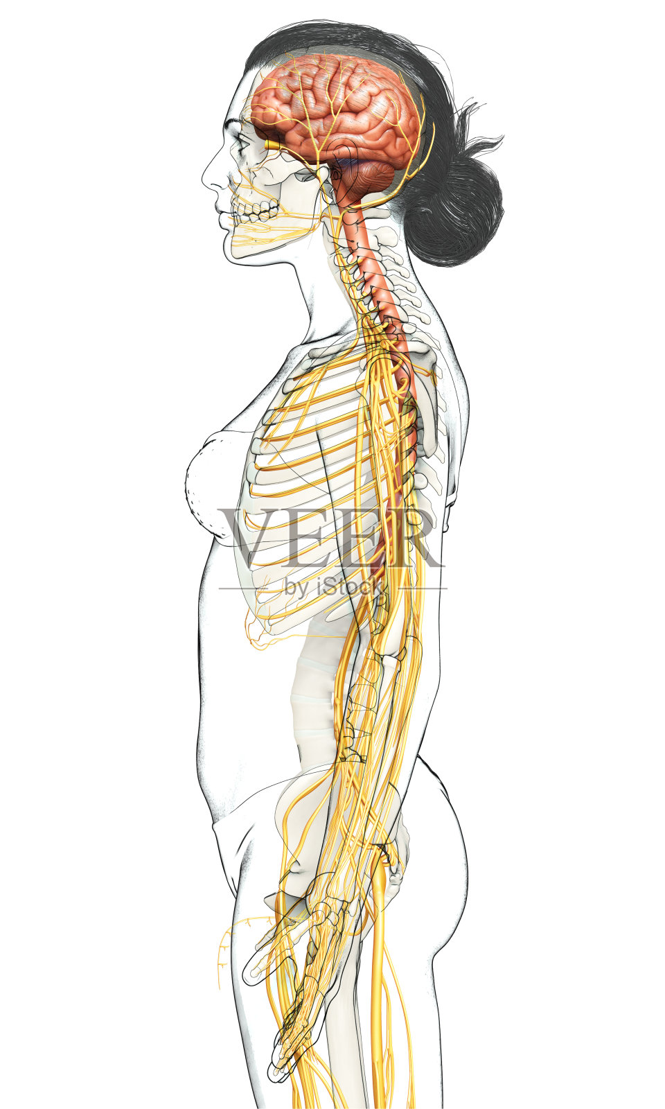 3d渲染医学上准确的女性神经系统的插图照片摄影图片