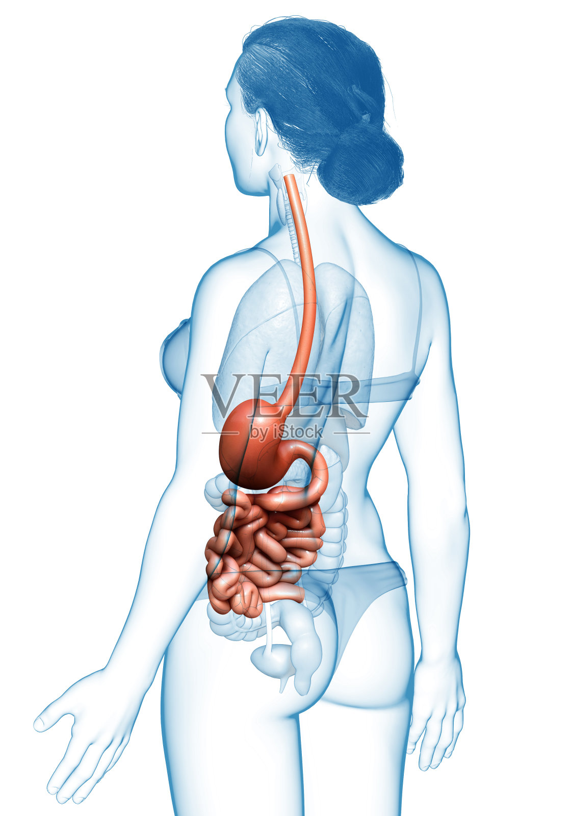 3d渲染，医学上准确的女性胃和小肠的插图照片摄影图片