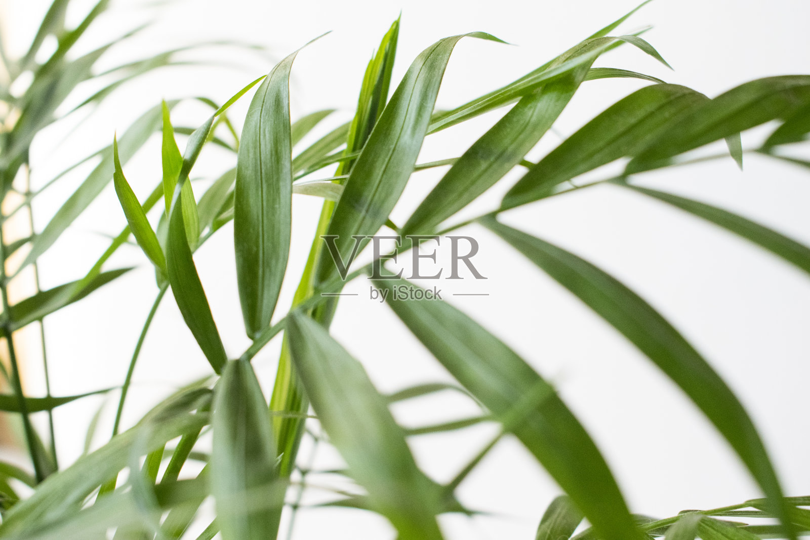 新鲜的绿色植物。自然特写照片。绿叶微距照片。照片摄影图片