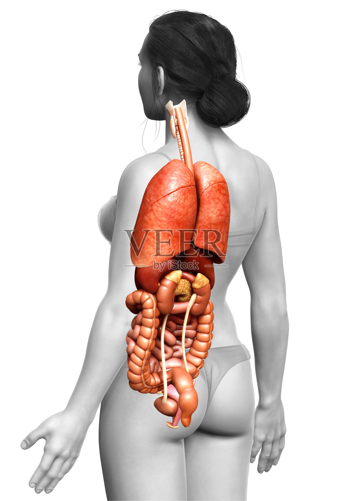 3d渲染医学上准确的女性内部器官的插图照片摄影图片