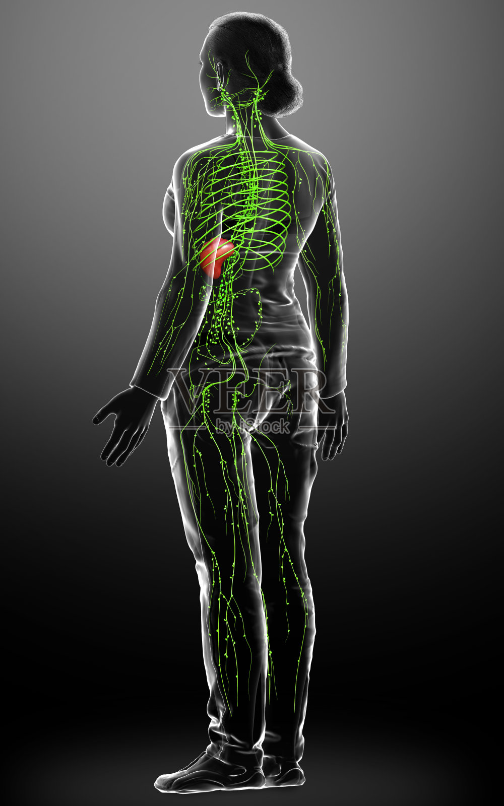 3d渲染医学上准确的女性淋巴系统的插图照片摄影图片