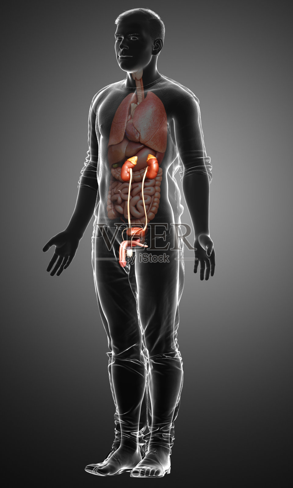 3d渲染，医学上准确的肾脏插图照片摄影图片