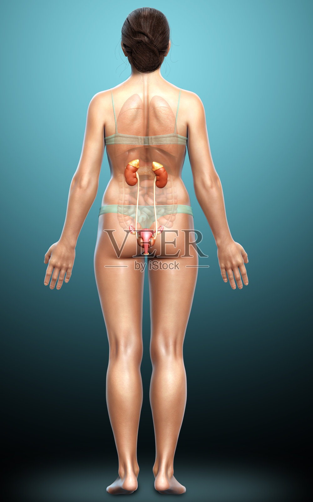 3d渲染，医学上准确的女性肾脏的插图照片摄影图片