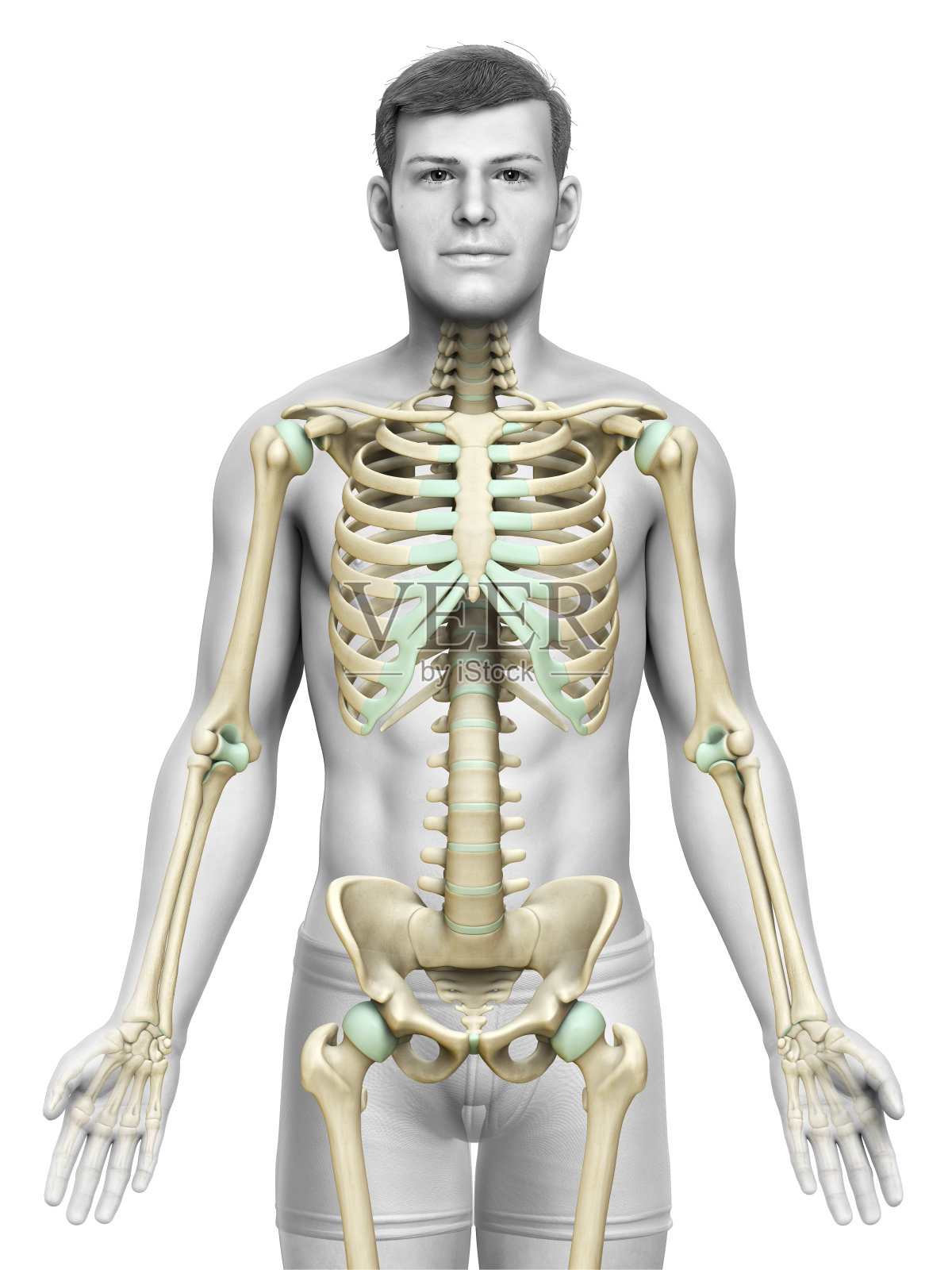 3d渲染，医学上准确的男性骨骼系统的插图照片摄影图片