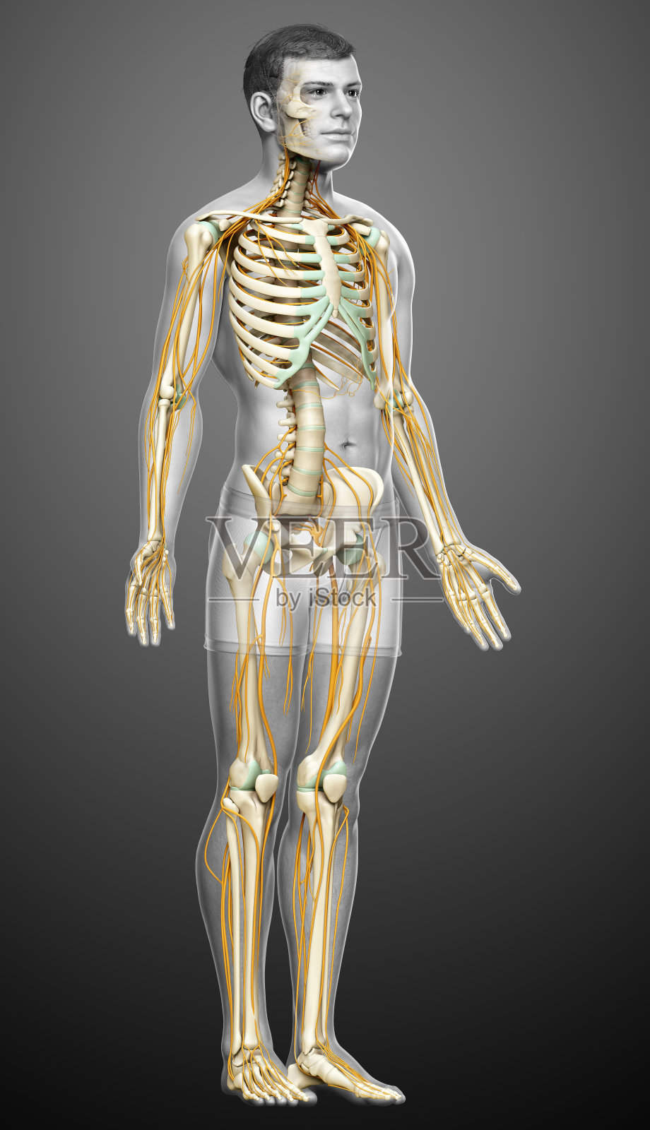 3d渲染医学上精确的神经系统和骨骼系统的插图照片摄影图片