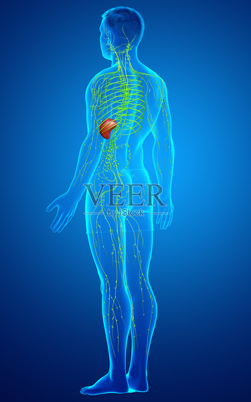 3d渲染医学上准确的男性淋巴系统的插图照片摄影图片