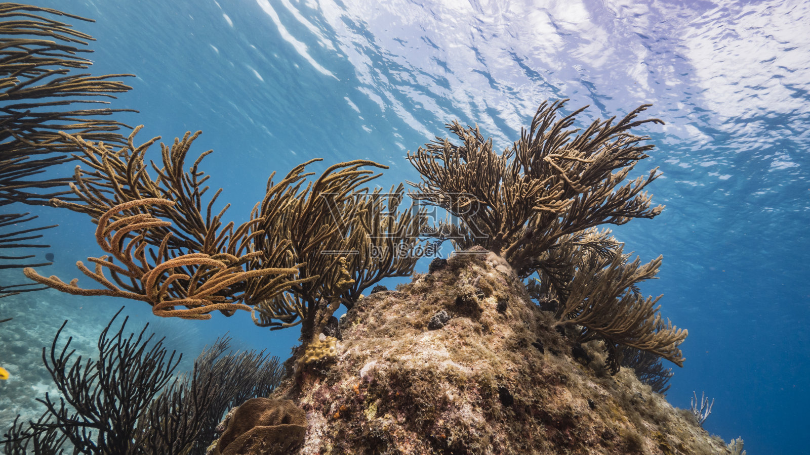 加勒比海珊瑚礁浅水海景/库拉索岛，有鱼，珊瑚和海绵照片摄影图片