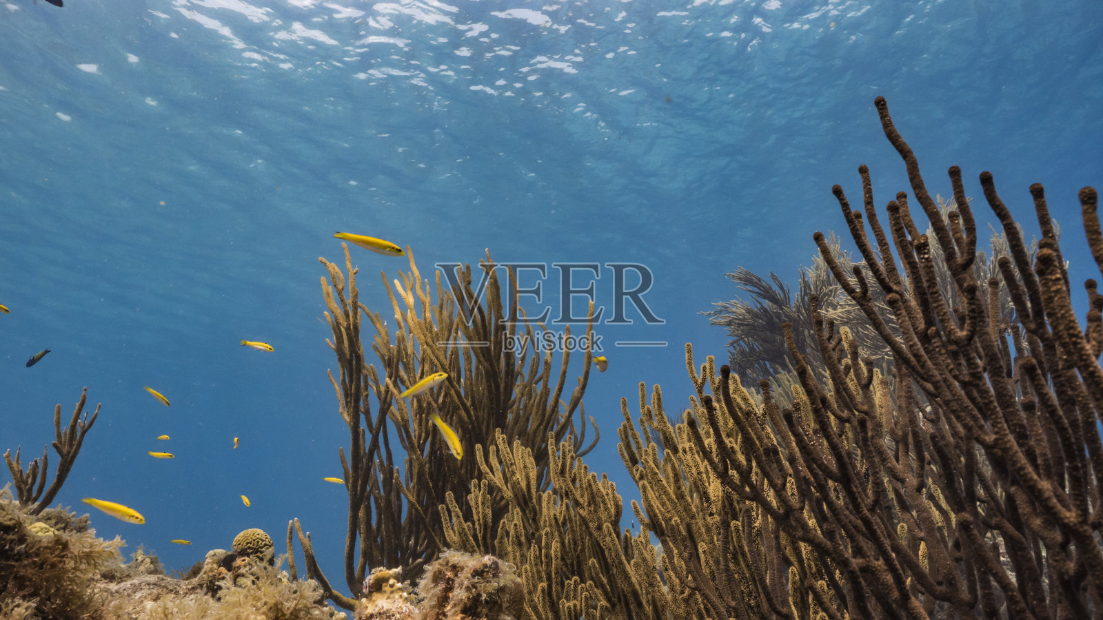 加勒比海碧绿的珊瑚礁海景/库拉索岛，有鱼，珊瑚和海绵照片摄影图片