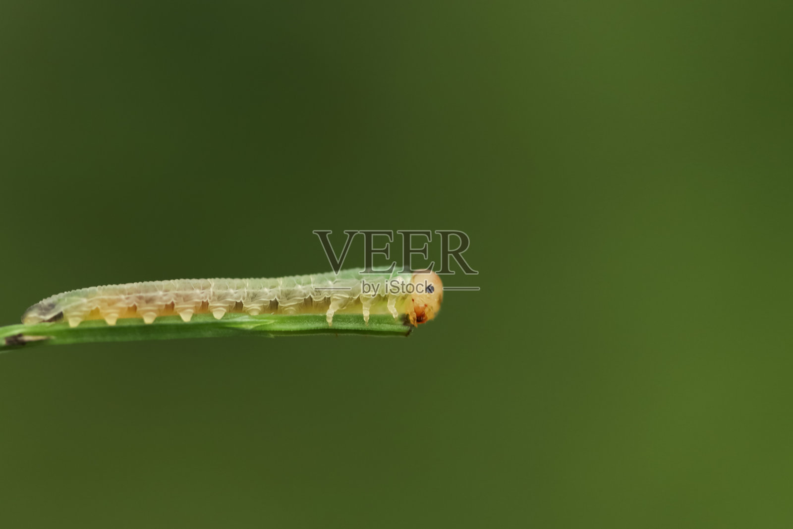 夏天，一条锯蝇毛虫坐在一片草叶上照片摄影图片