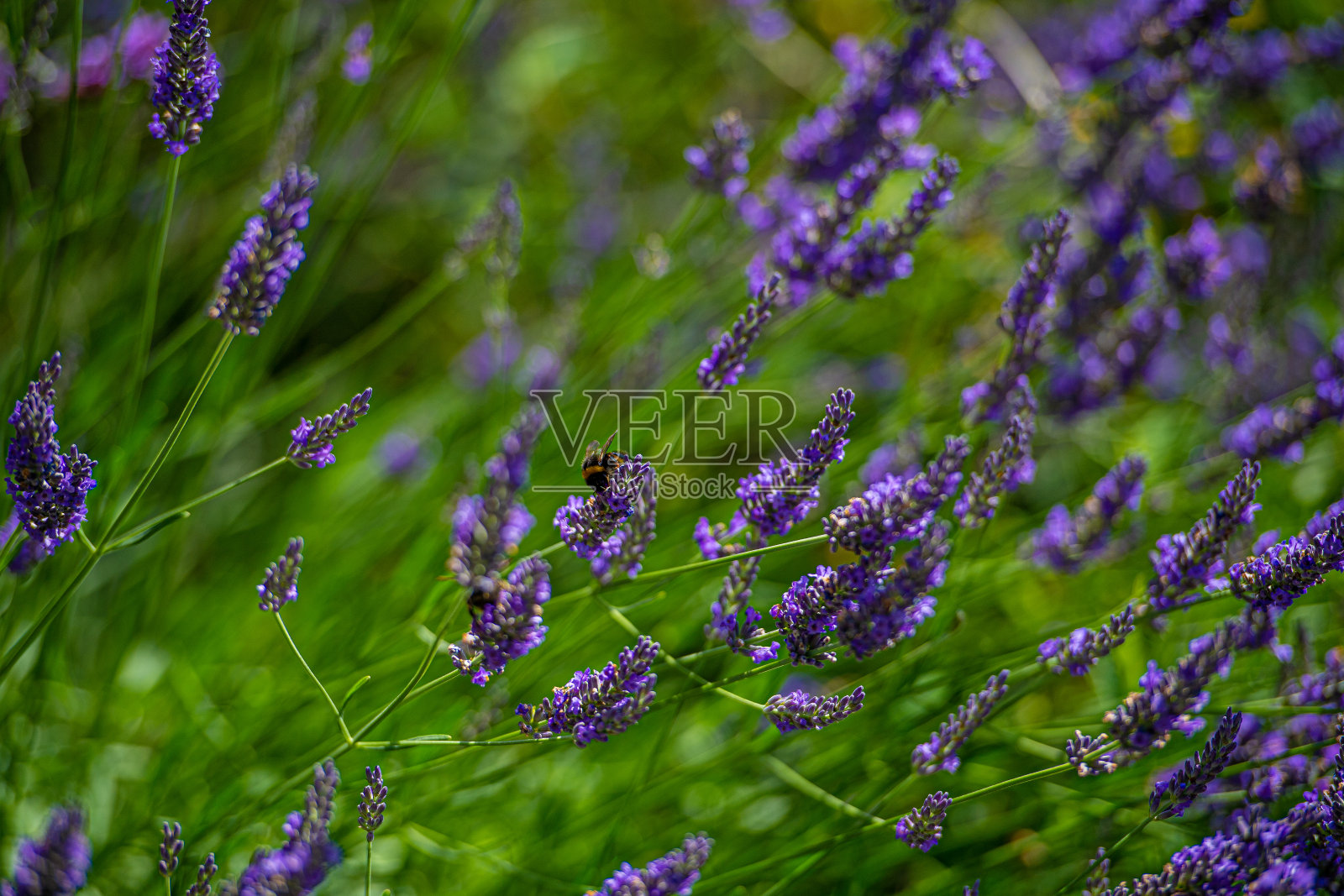 大黄蜂在享受初夏的薰衣草照片摄影图片
