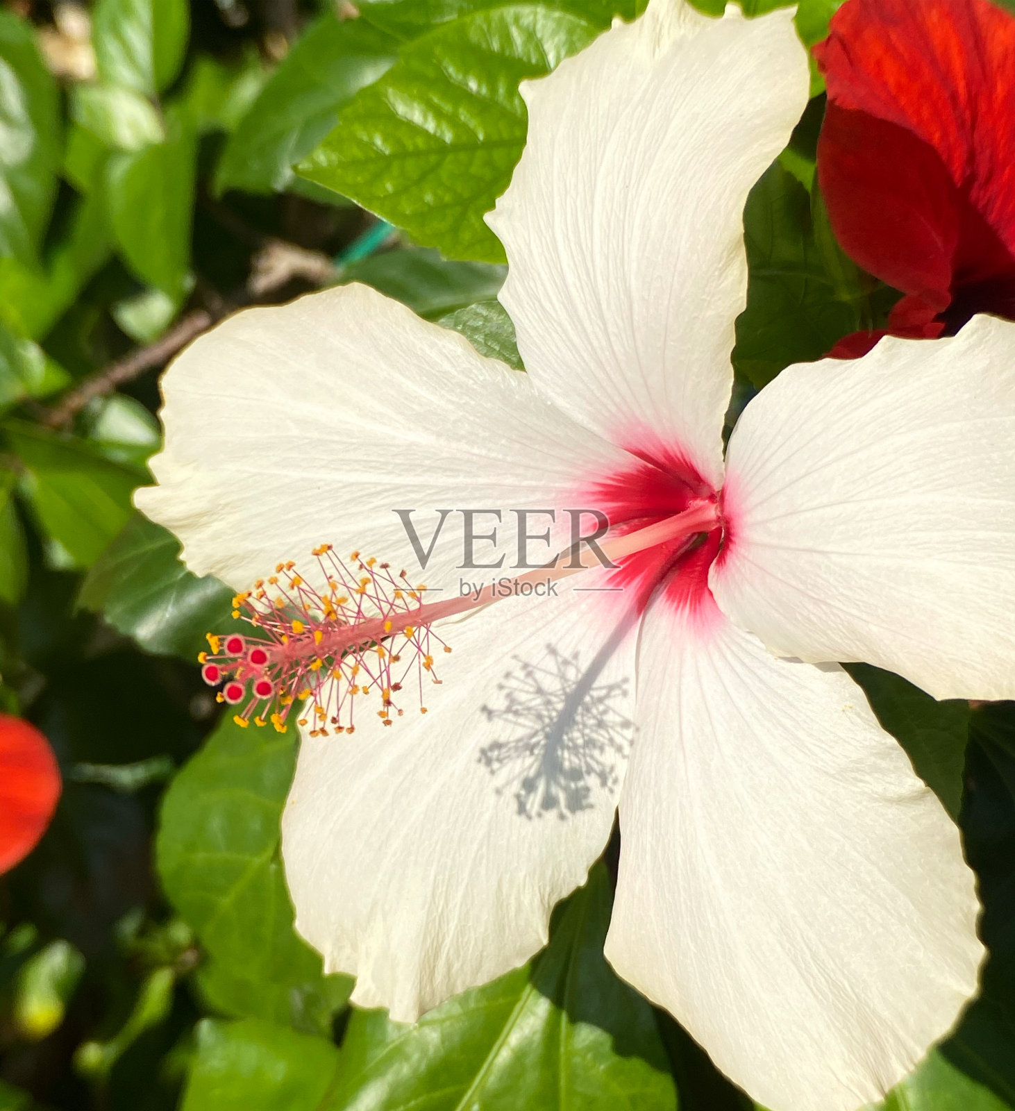 花照片摄影图片