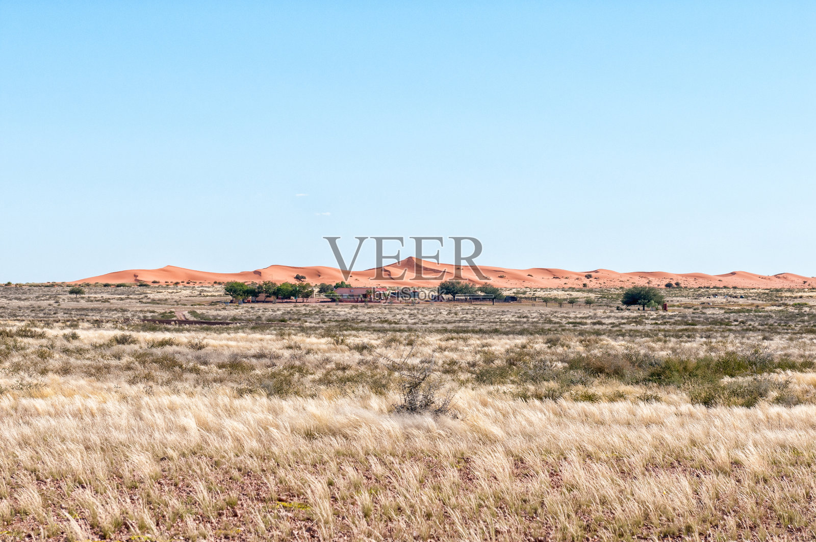 在纳米比亚的喀拉哈里沙漠，有沙丘的农场景象照片摄影图片