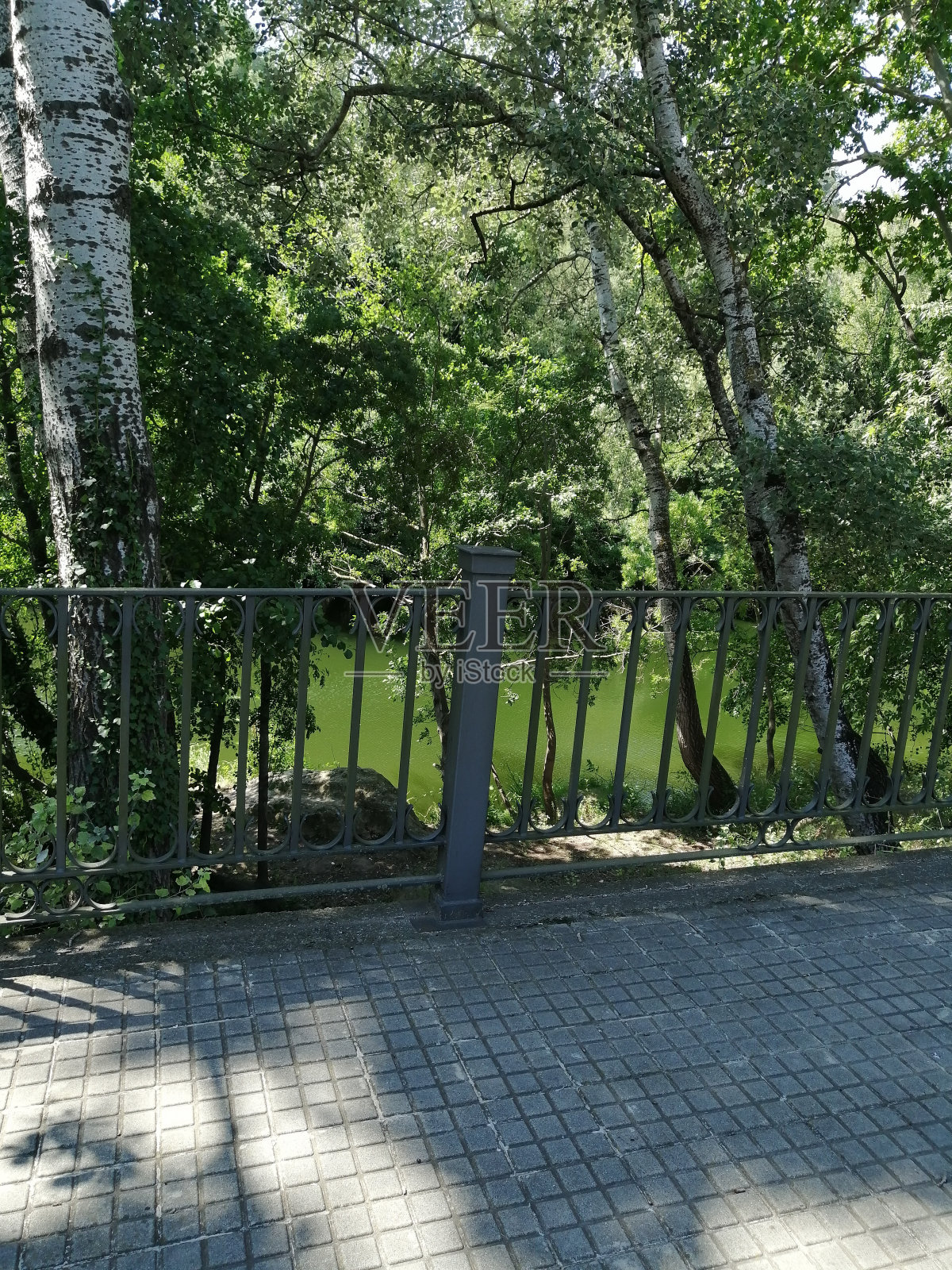 人行道上的森林照片摄影图片