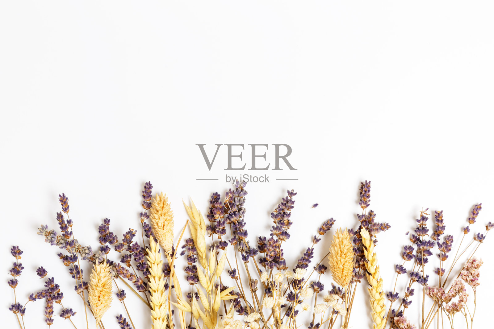 干紫丁香，薰衣草，小穗和花在白色的背景上。照片摄影图片