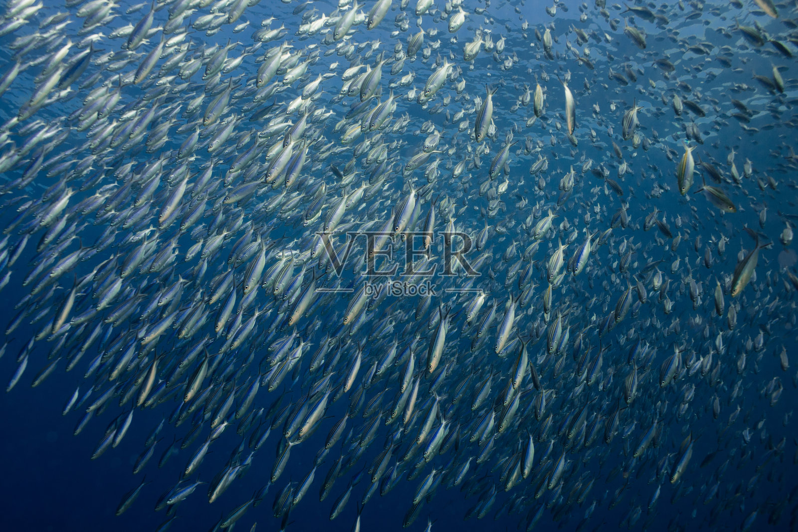 大群横带金梭鱼照片摄影图片