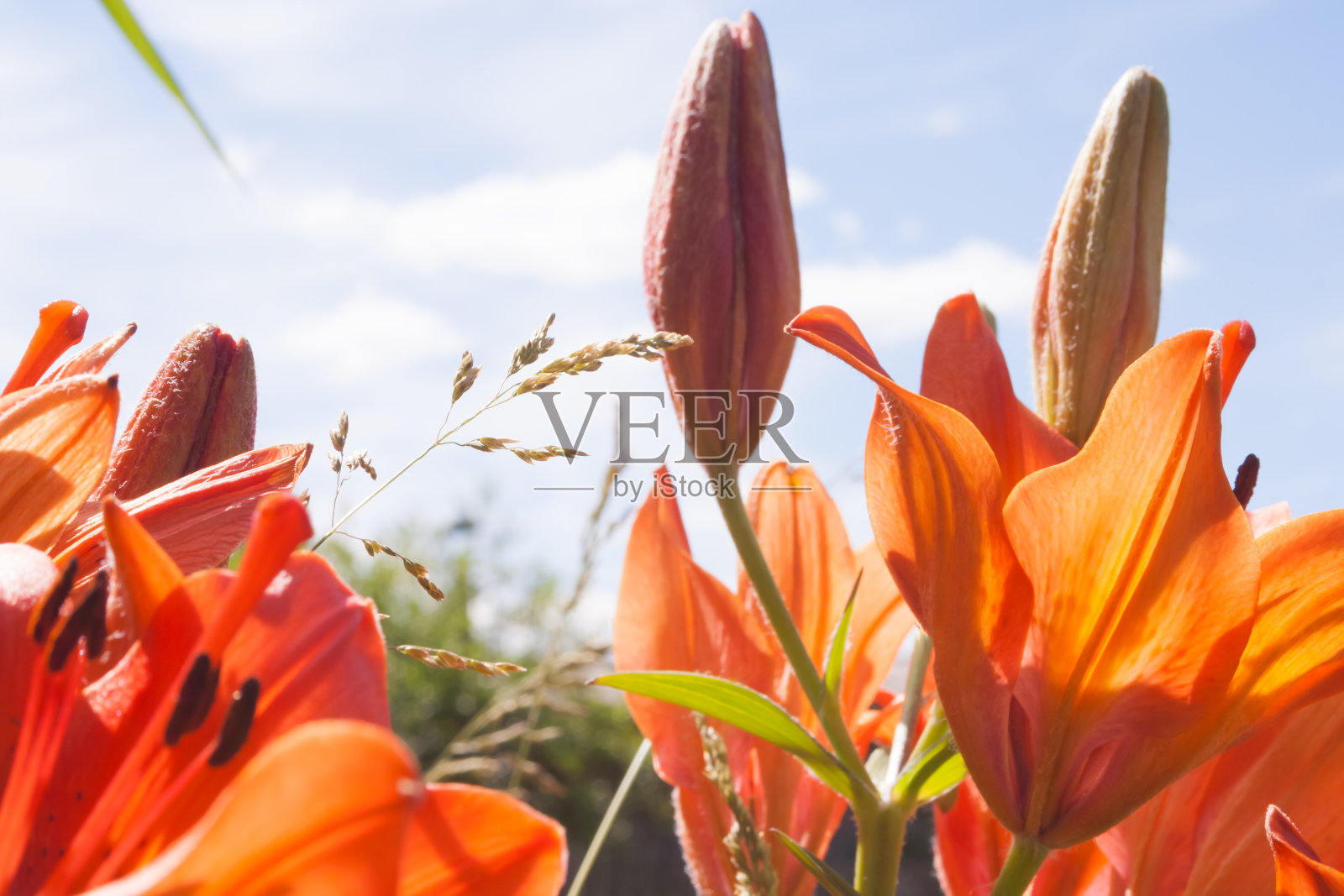 美丽的橙色鲜艳的花百合与花蕾在天蓝色的背景在晴朗的日子照片摄影图片