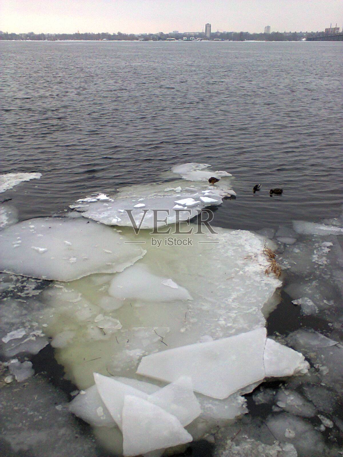 冬天融化的河流和野鸭照片摄影图片