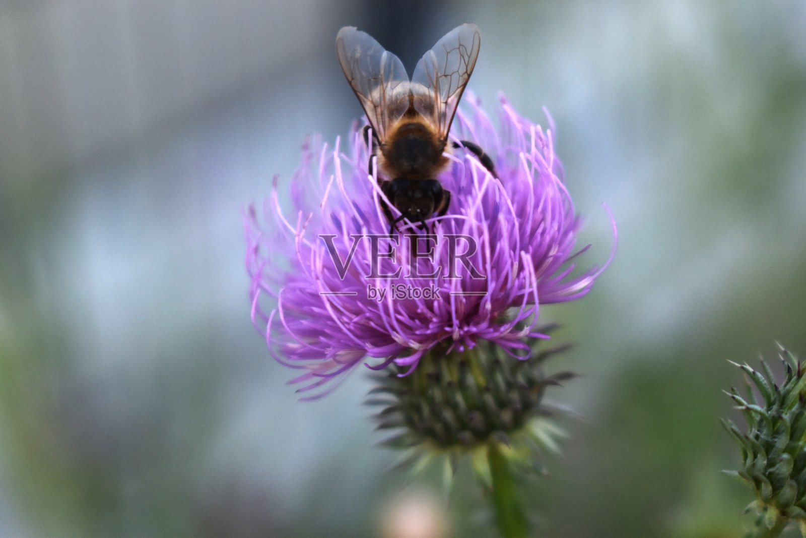 自然昆虫背景是照片摄影图片