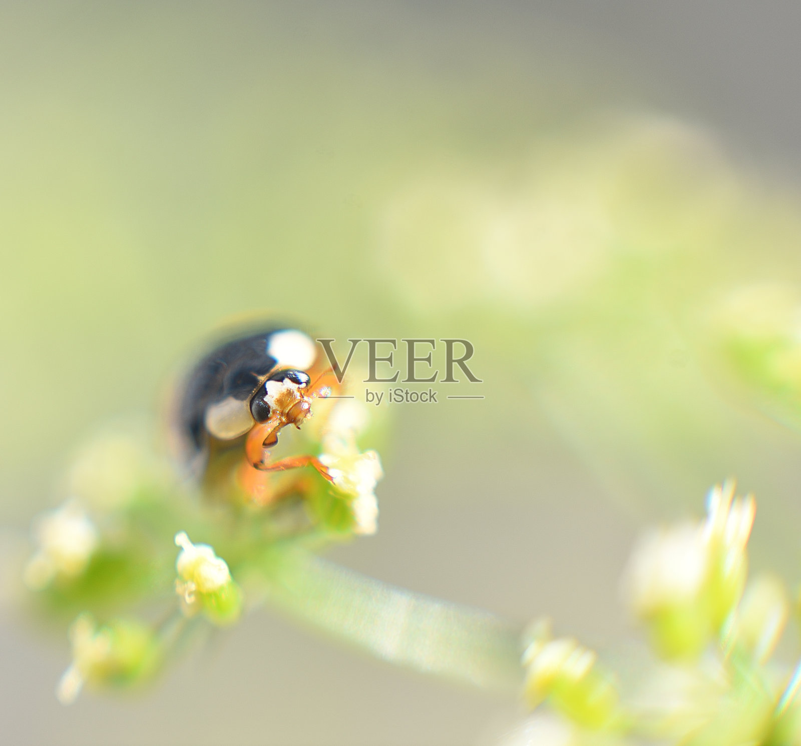 瓢虫在打猎照片摄影图片