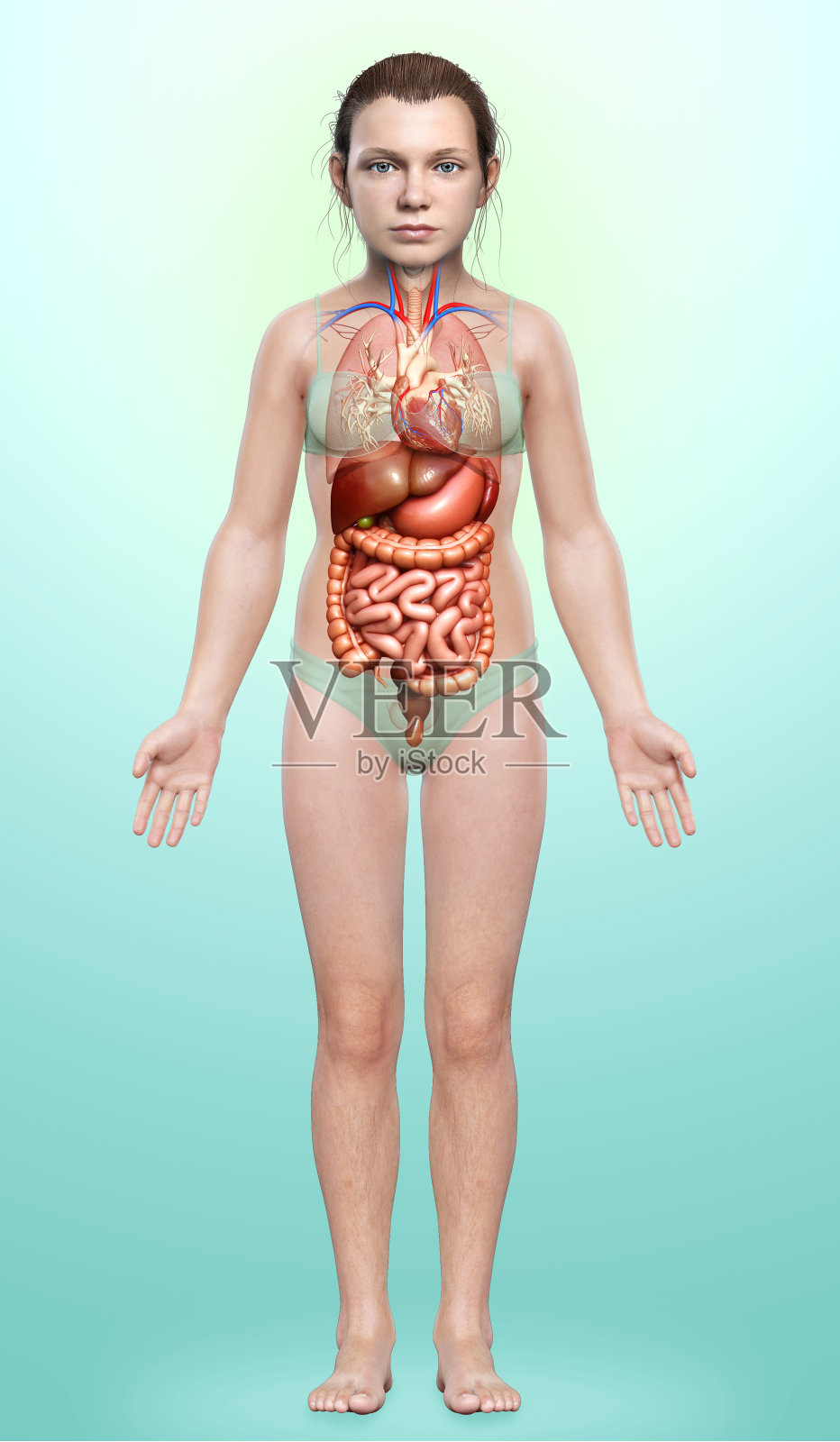 3d渲染医学精确的年轻女孩消化系统的插图照片摄影图片