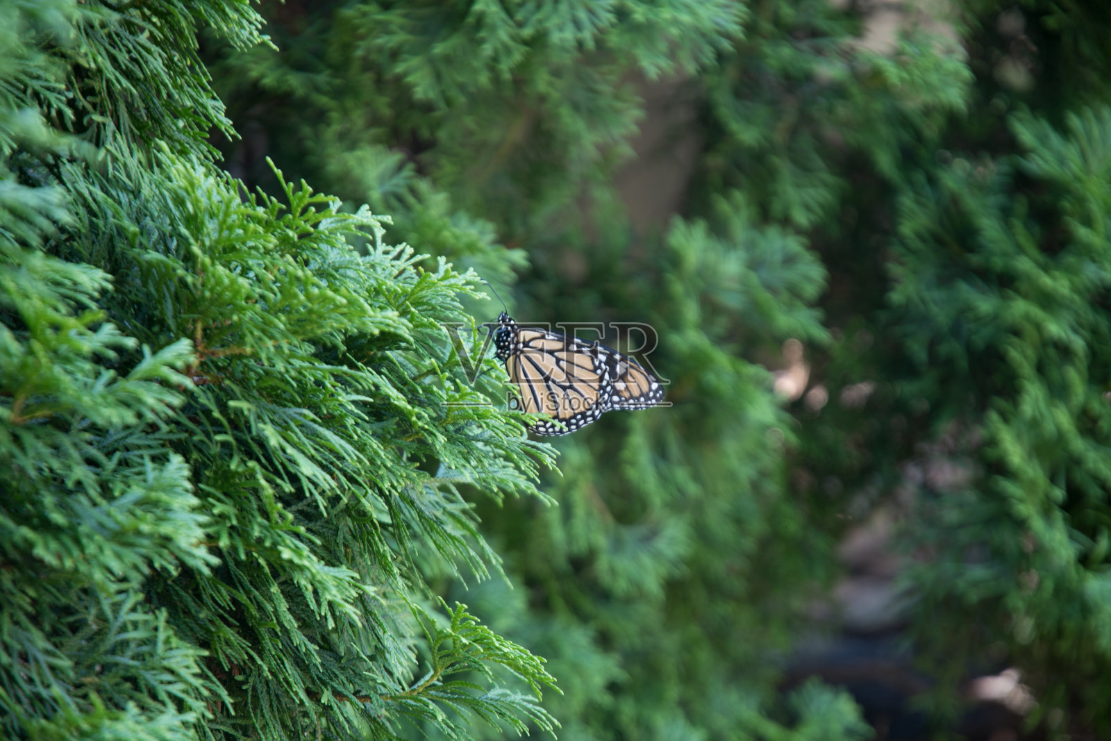 帝王蝶正在休息照片摄影图片