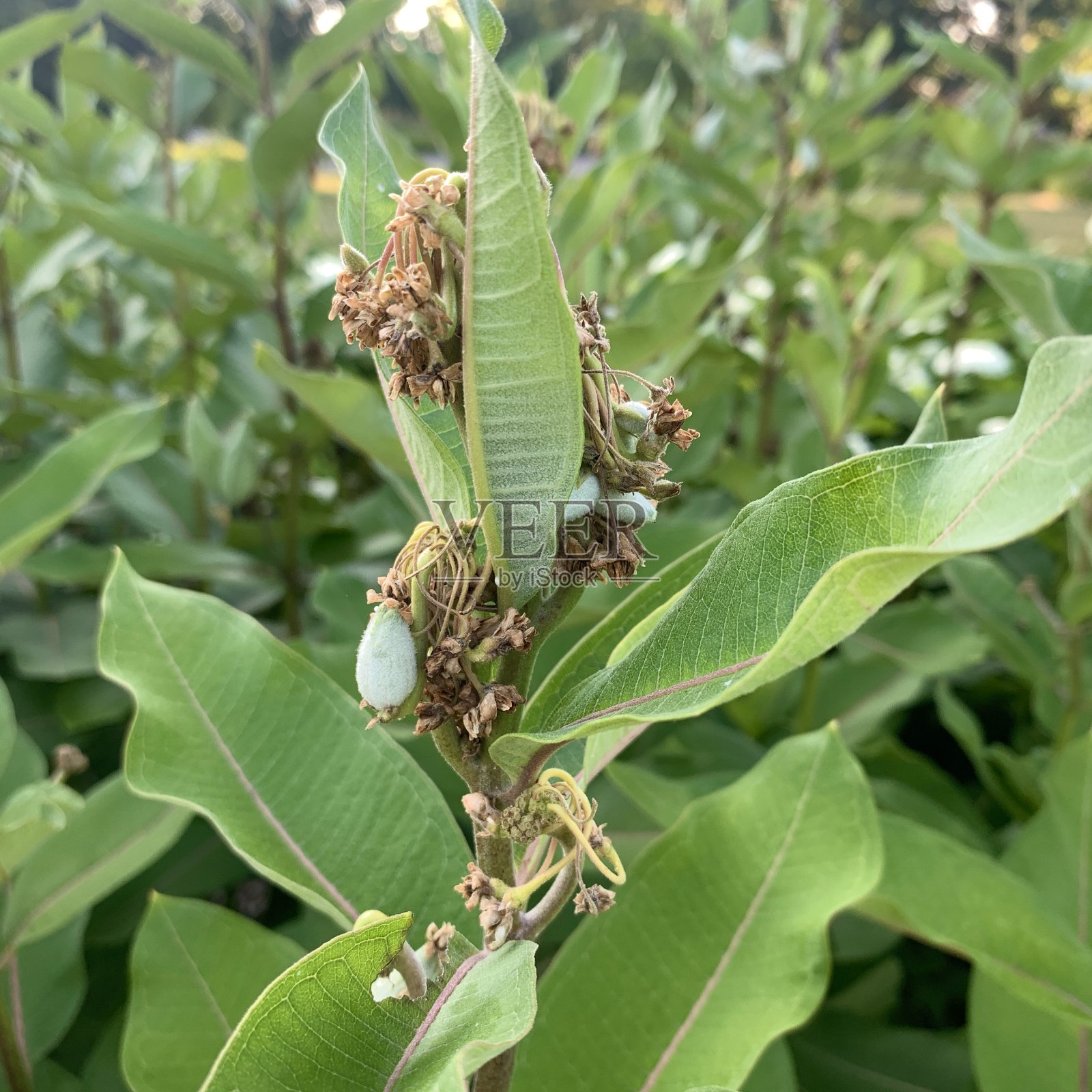 盛夏马利筋植物照片摄影图片