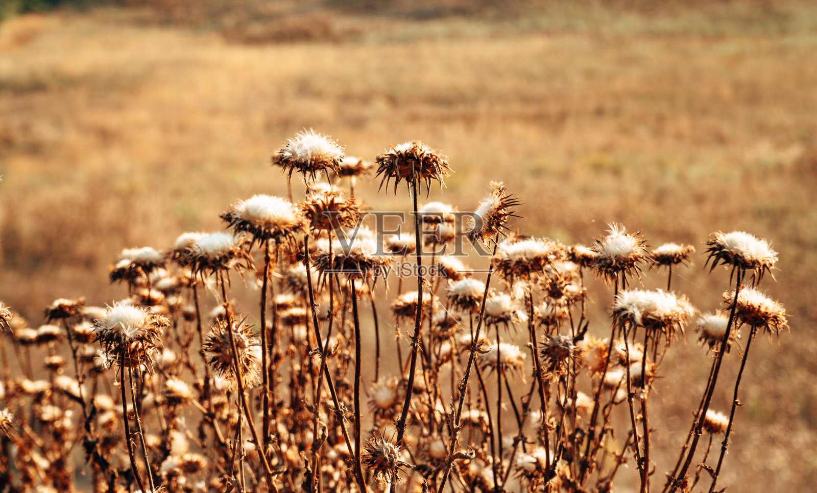 夏天乡下的干花照片摄影图片