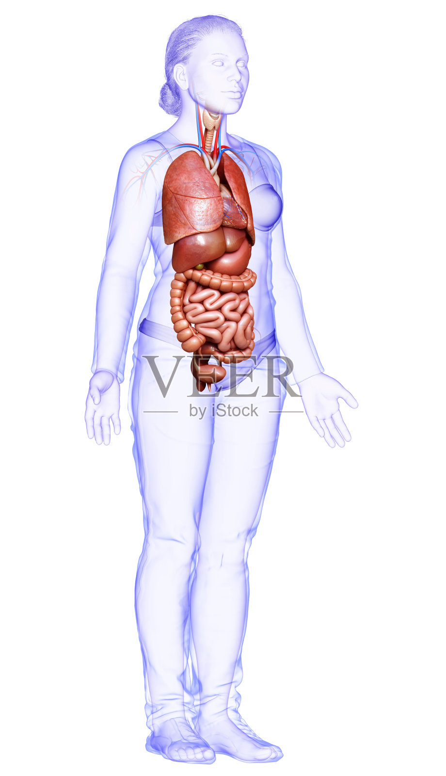 3d渲染医学上准确的女性内部器官的插图照片摄影图片