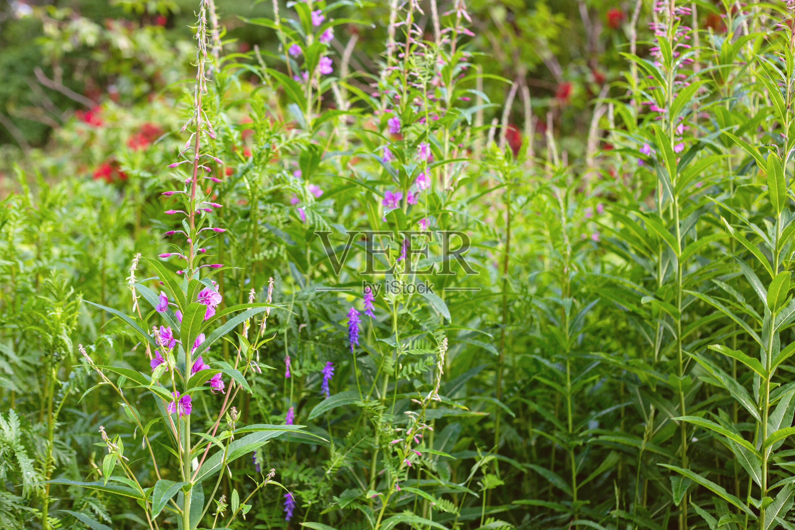 轮渡岛台地照片摄影图片
