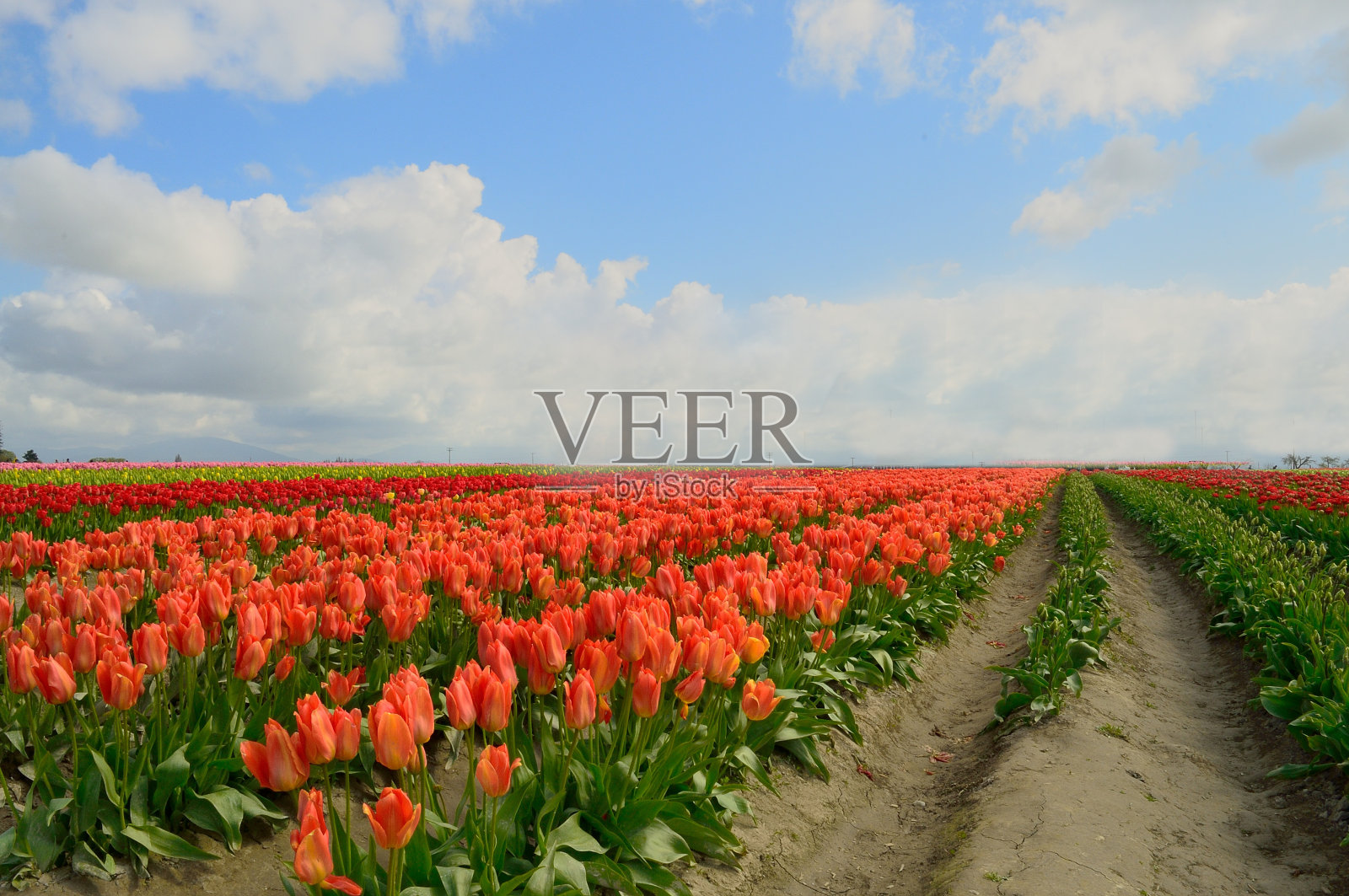 郁金香镇华盛顿橙色郁金香田照片摄影图片