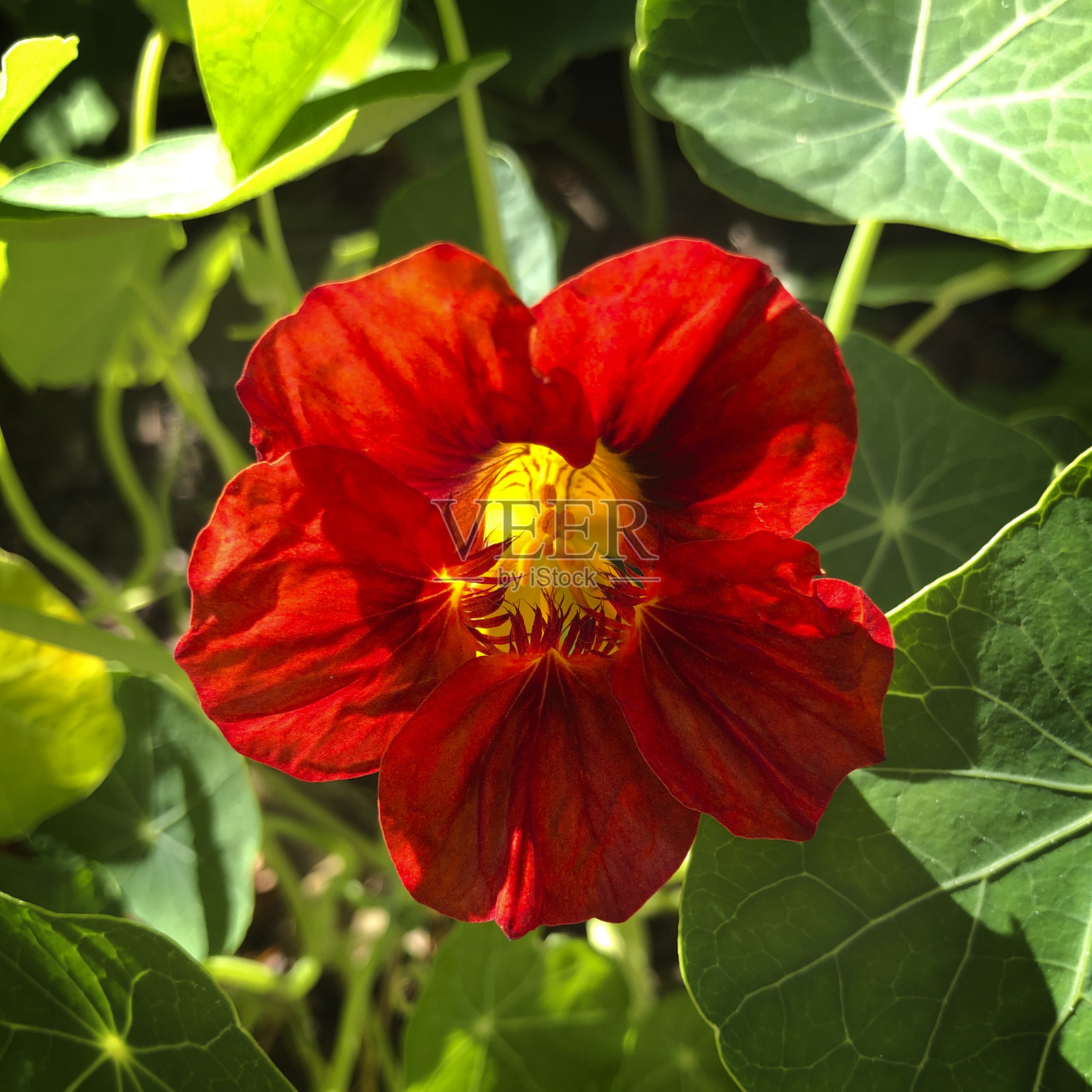 明亮的橙色旱金莲花在夏天，英格兰，英国照片摄影图片