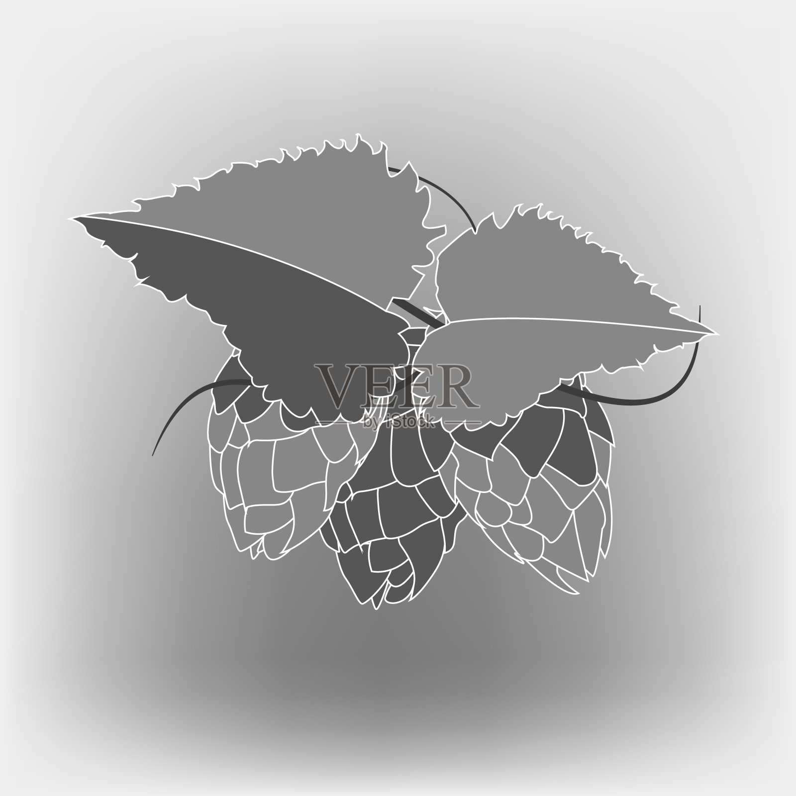 啤酒酒花插图。雕刻风格的插图。老式啤酒设计。插画图片素材