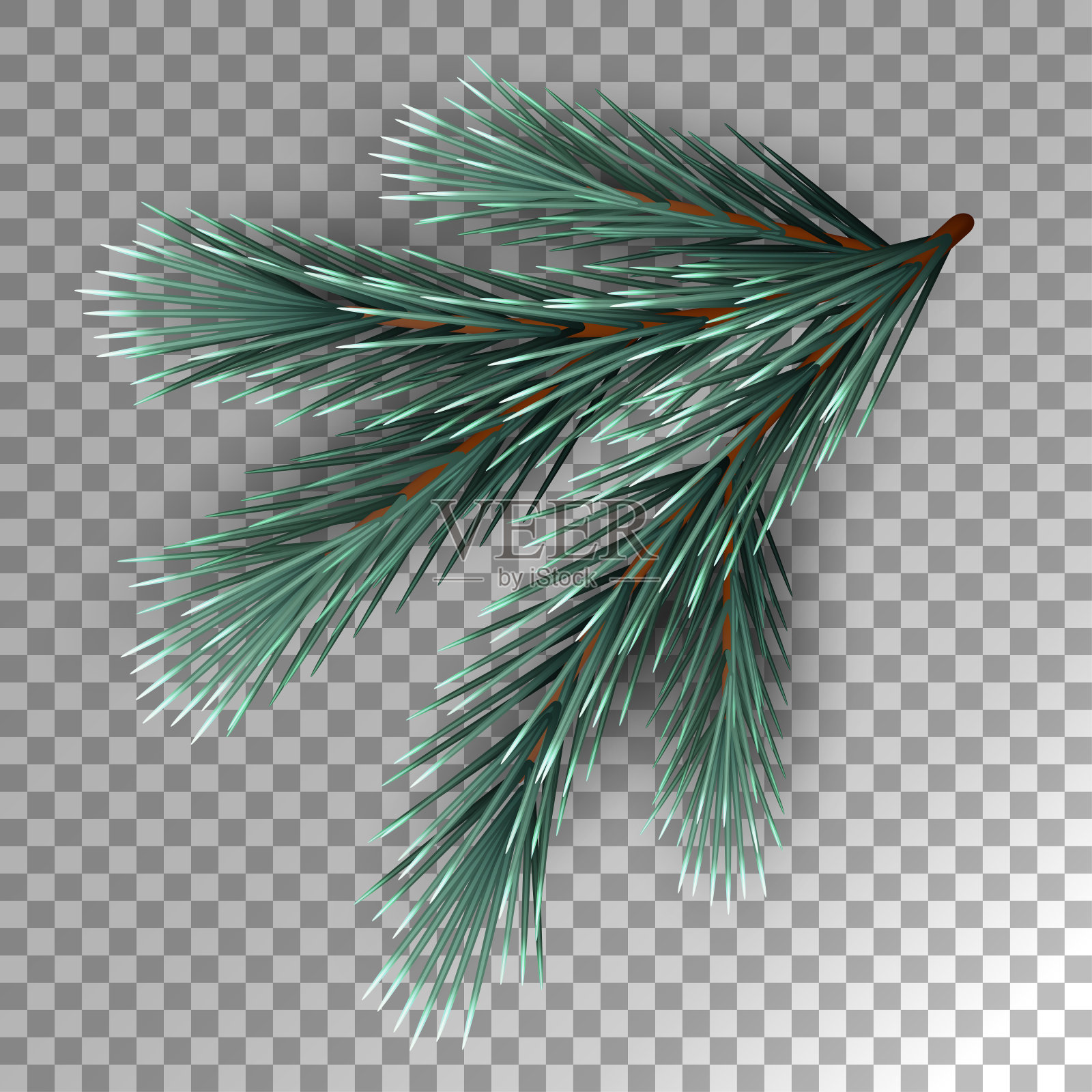 冷杉树的分支插画图片素材