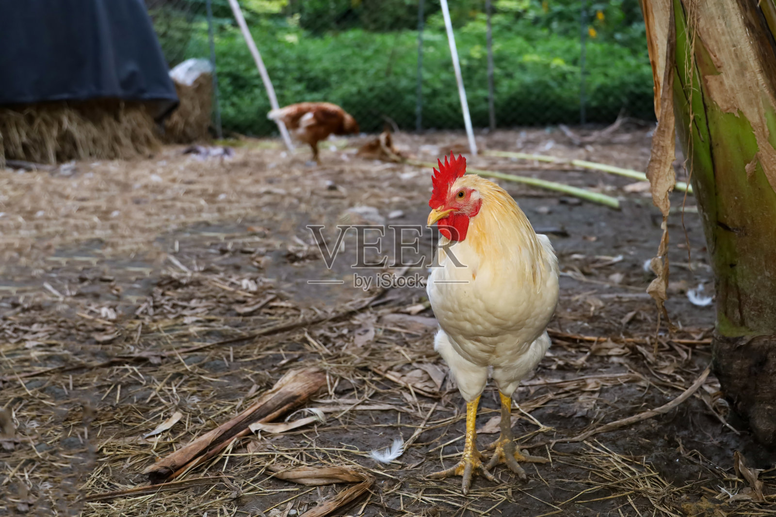 罗德岛婴儿站在泰国的花园照片摄影图片