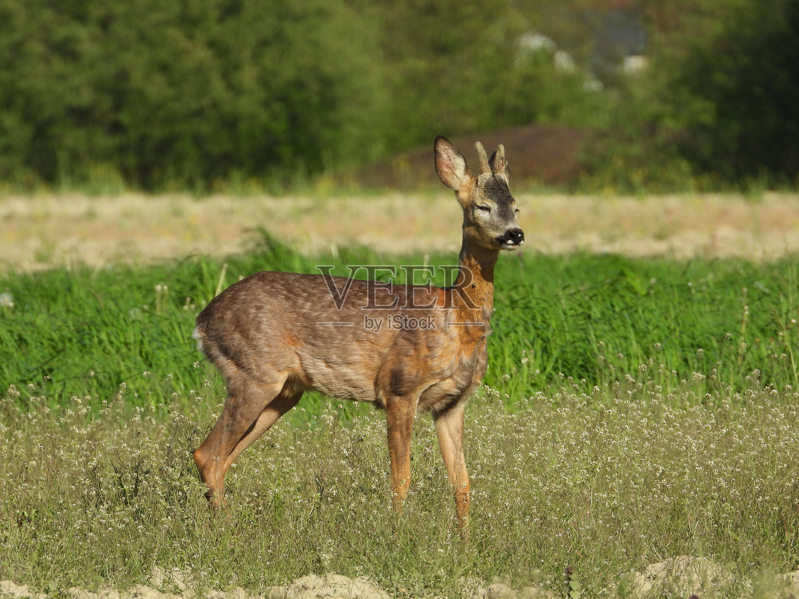 年轻的牡鹿照片摄影图片
