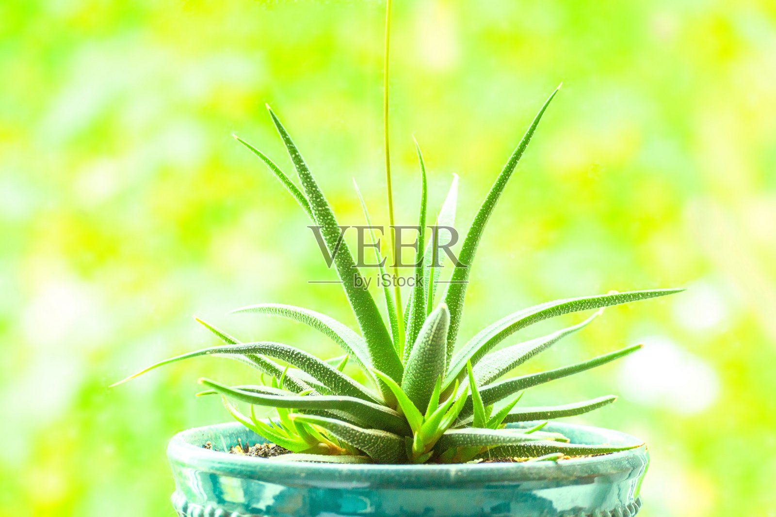 一盆室内药用芦荟植物照片摄影图片