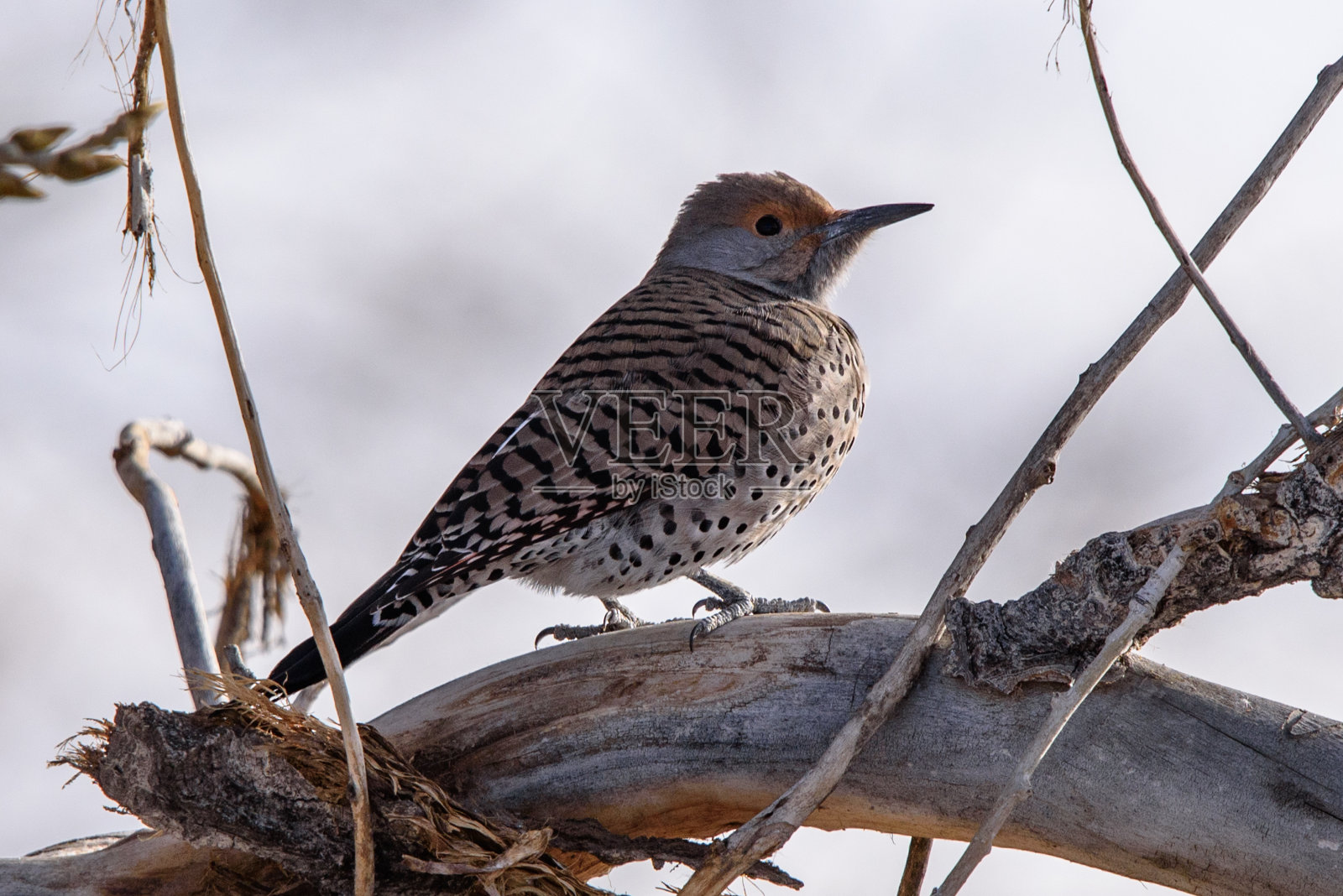 冬日里的北极光照片摄影图片