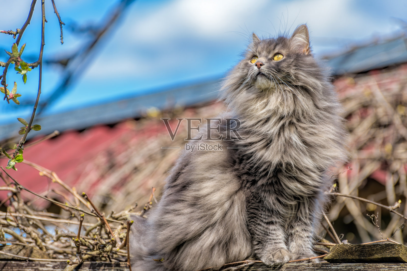 一只毛绒绒的长毛、烟灰色的猫，长着黄色的眼睛，在自然界的树枝上散步，好奇地探索着灌木丛。照片摄影图片