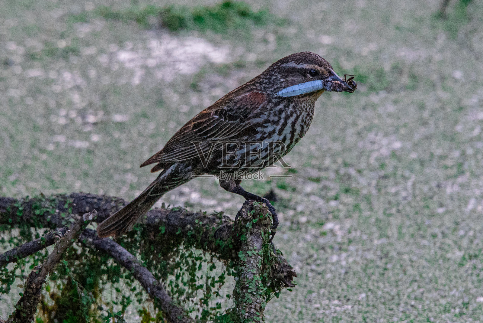 对蜻蜓来说真是糟糕的一天照片摄影图片