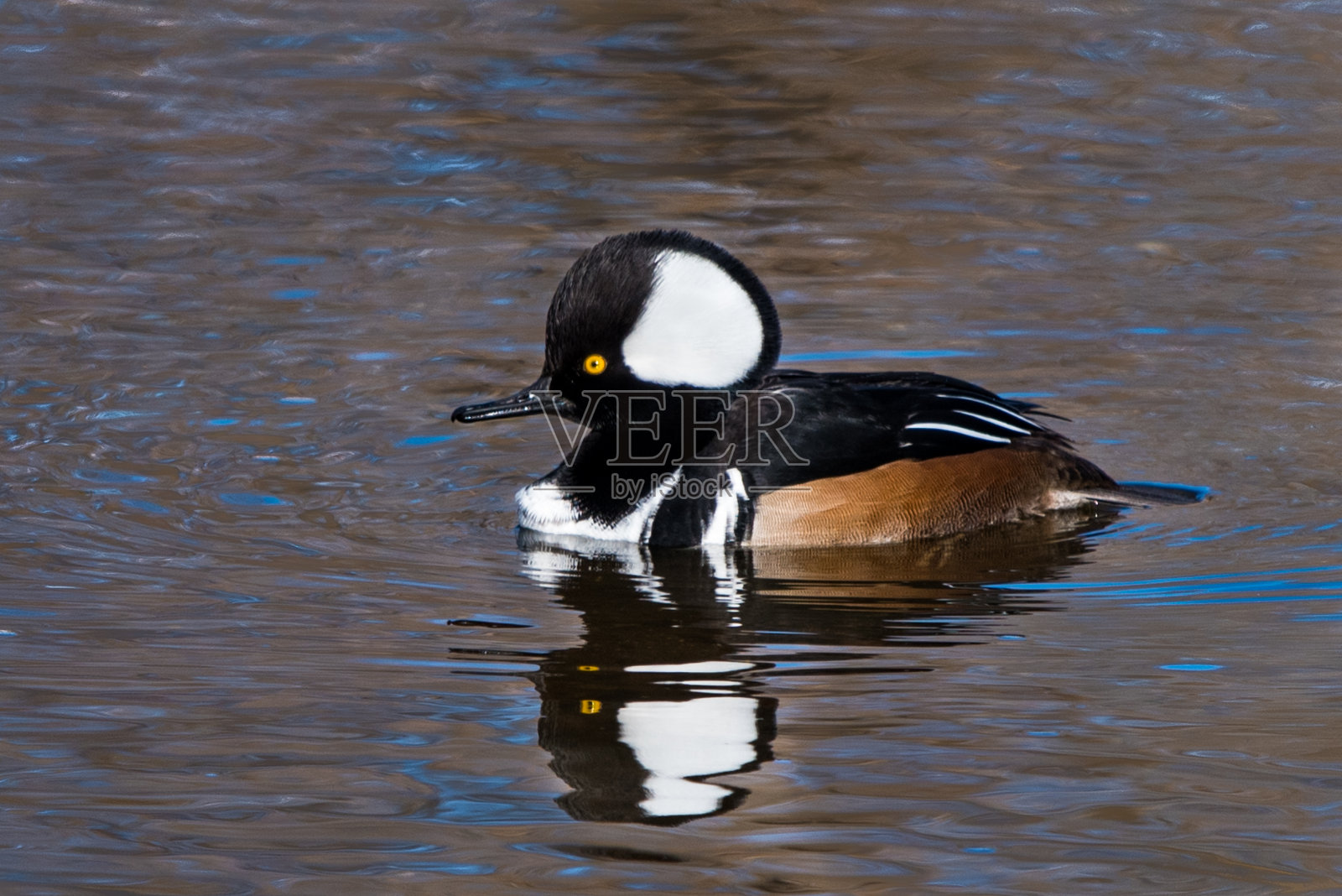 男性戴头巾的秋沙鸭照片摄影图片