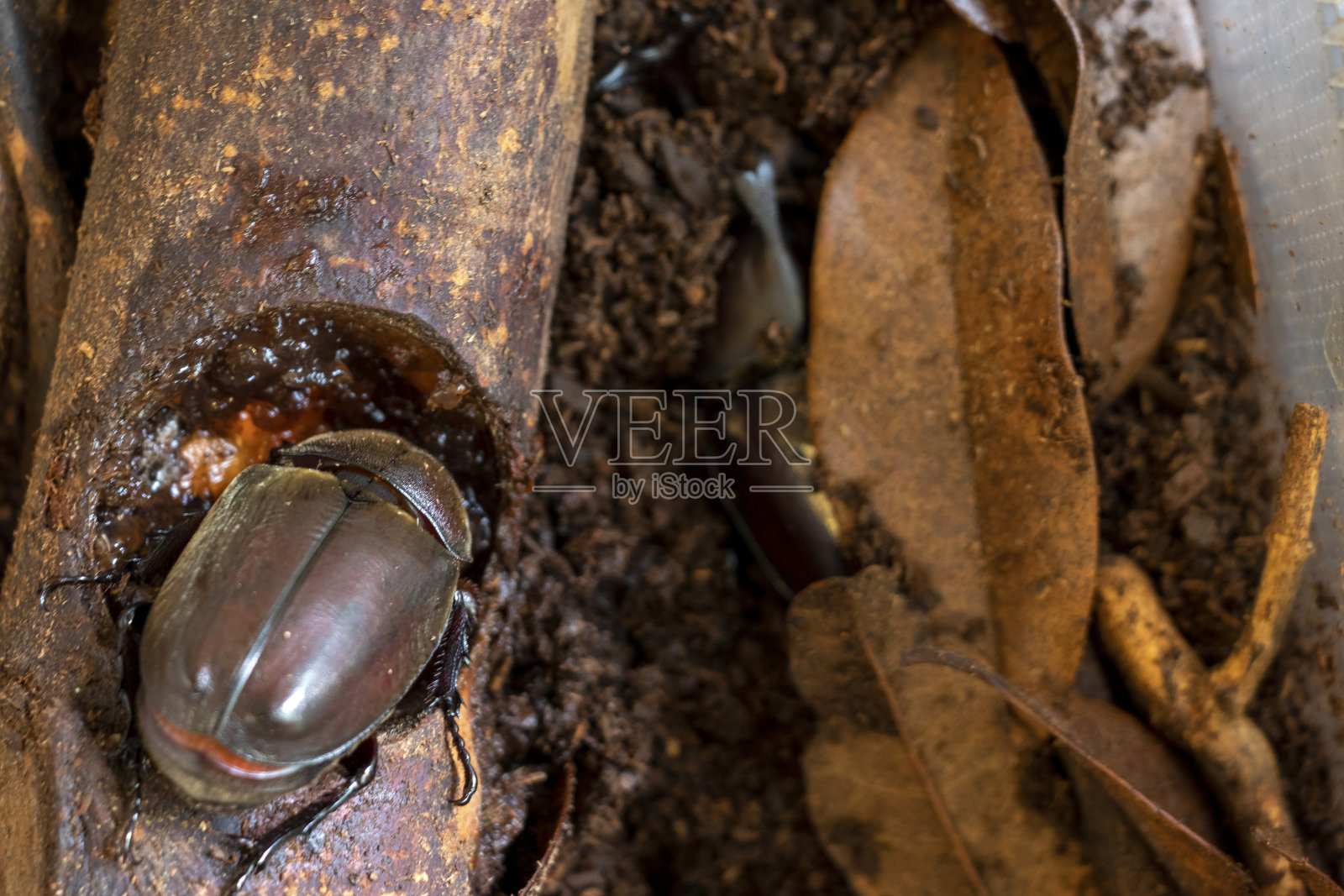 育种披头士照片摄影图片