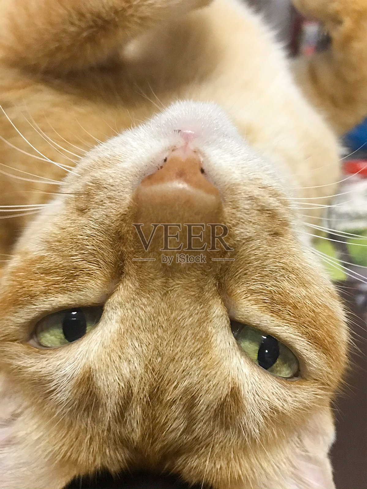 猫金色的阴影脸转向镜头。放松的猫看着镜头。照片摄影图片