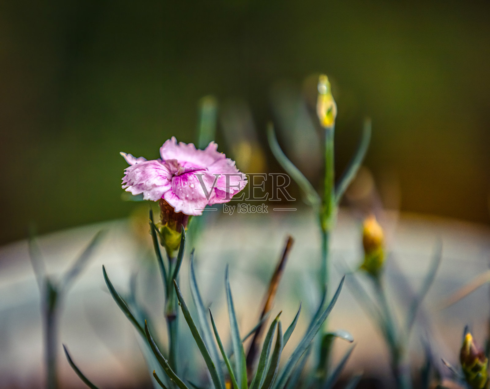 自然界中粉红色的野花照片摄影图片