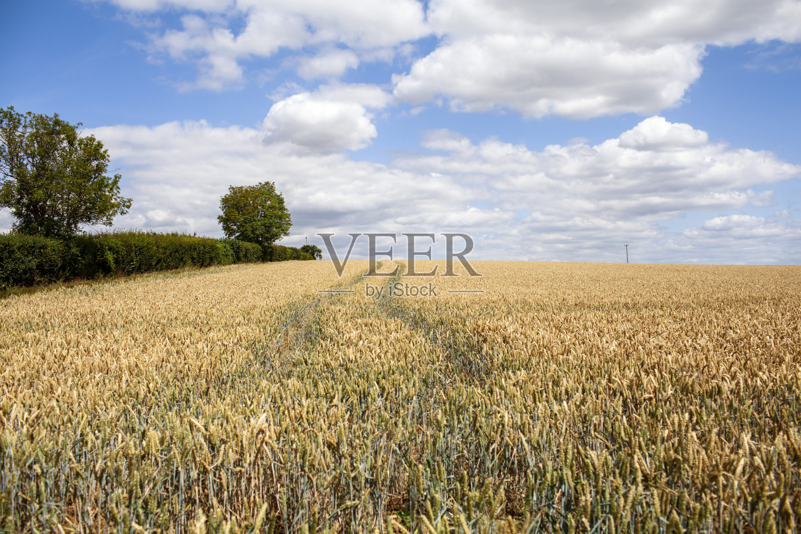 夏天晴朗多云的天空下的麦田照片摄影图片