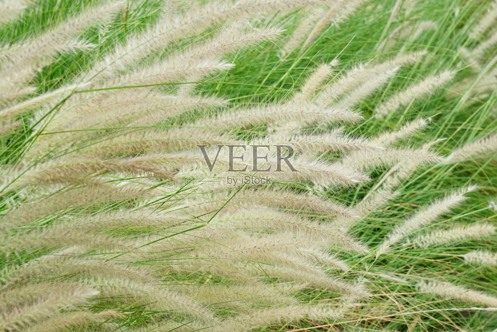 花草冲击阳光照片摄影图片