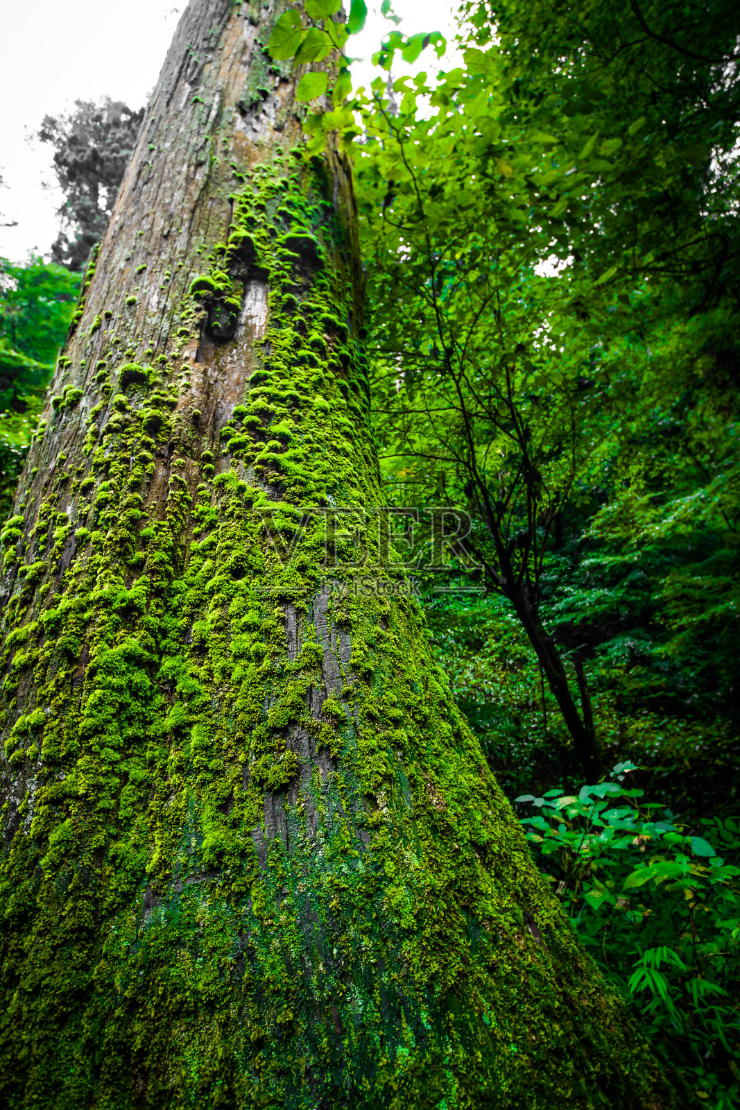 森林的密集影像(高雄)照片摄影图片